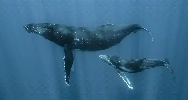 دانشمندان در حال یادگیری صحبت کردن با نهنگ ها هستند