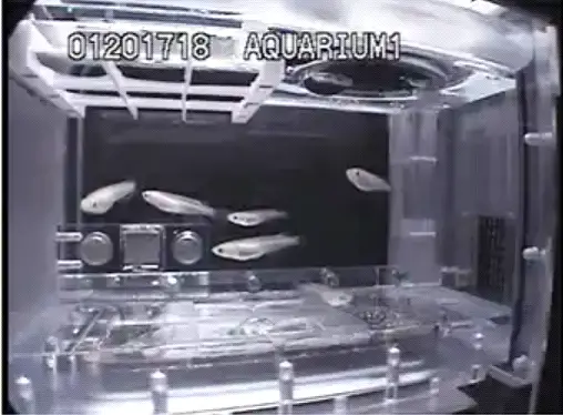 ماهی های فضا نورد