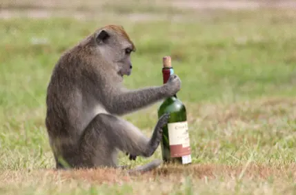 عرق خوری، میراثی از جدمان میمون!