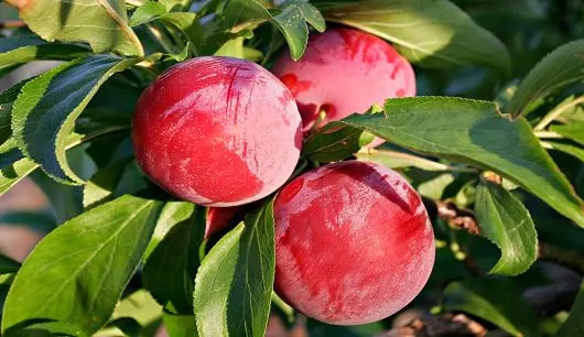 میوه ای که جلوی پوکی استخوان را در زنان یائسه می‌گیرد