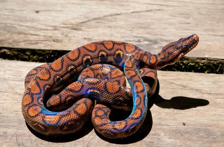 چگونه برخی از گونه های جانوری بدون جفت بچه دار میشوند