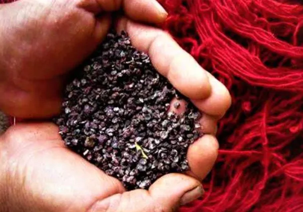 حشره قرمز دانه