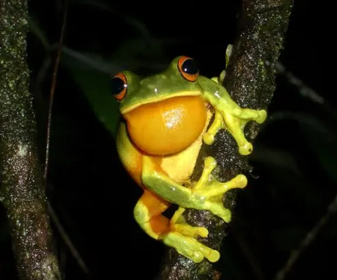 قورباغه ها چه می گویند؟