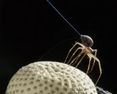 پرواز عنکبوتها