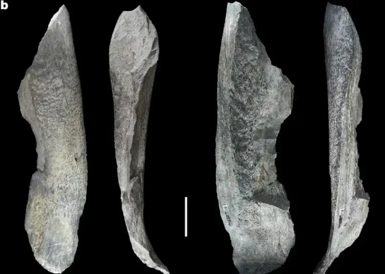 دست افزارهای استخوانی