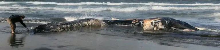 مرگ نهنگ های خاکستری