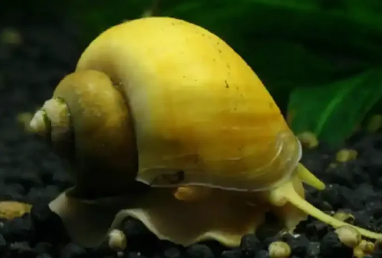 ژن مشترک انسان ها و حلزون ها