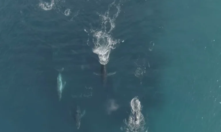 نهنگها و دلفینها و بازی در اقیانوس