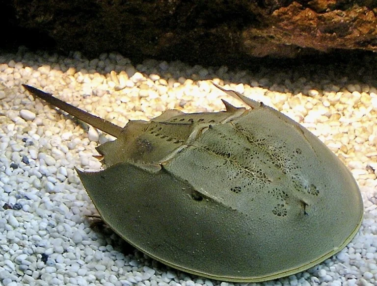 فسیل های زنده، راز زندگی خرچنگ های نعل اسبی