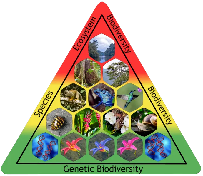 تاثیر تنوع زیستی بر سلامت کودکان