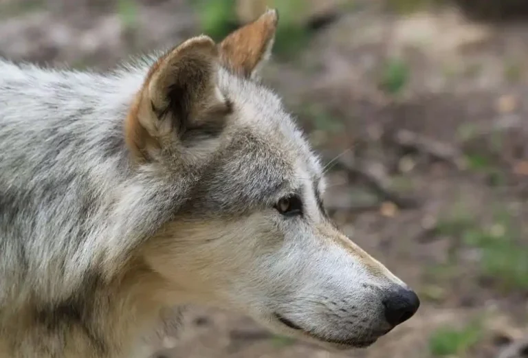 تایید نخستین مورد ژنتیکی حیوان هیبریدی