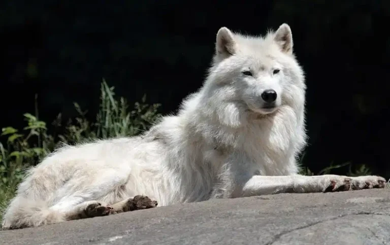 ترس گرگ ها از انسان