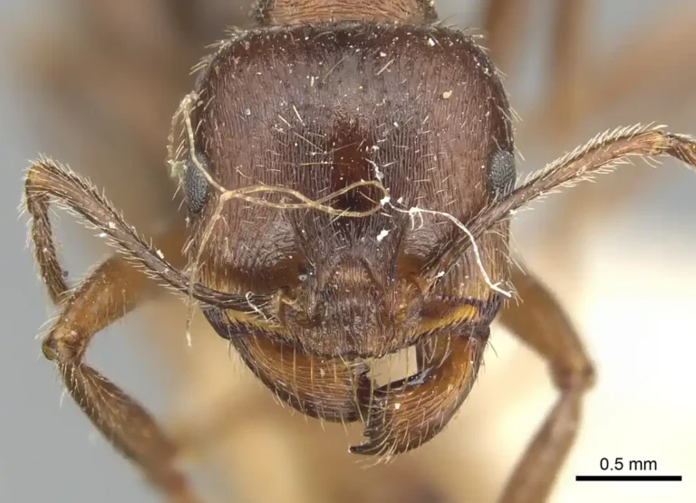 تولد دو گونه متفاوت از یک مادر