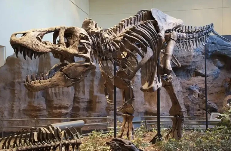 رگ های خونی دایناسور تی رکس