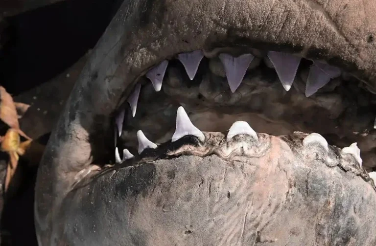 کشفیات تکان دهنده و دندان کوسه ها