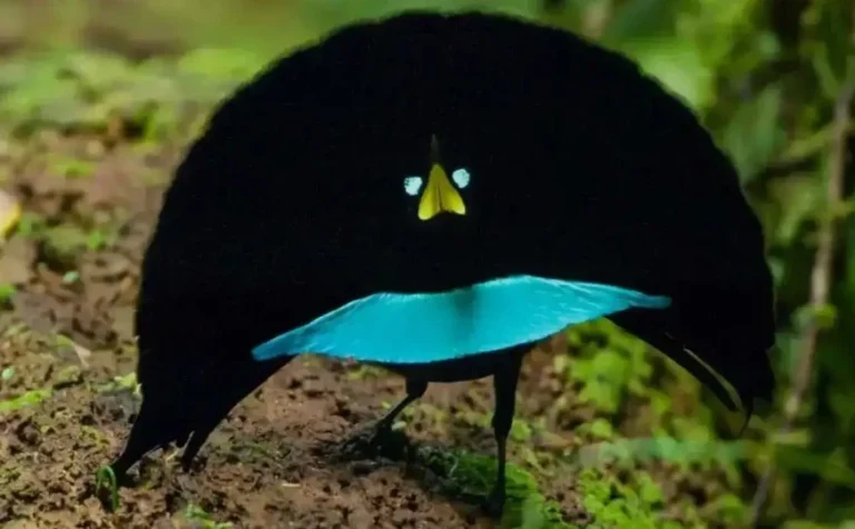 تولید مشکی ترین پارچه جهان