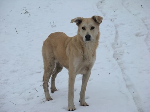 دگرگونی سگ های چرنوبیل