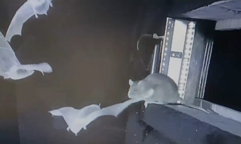 زنگ خطری برای انسان