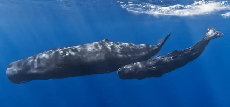 سوار بر نهنگ گوژپشت