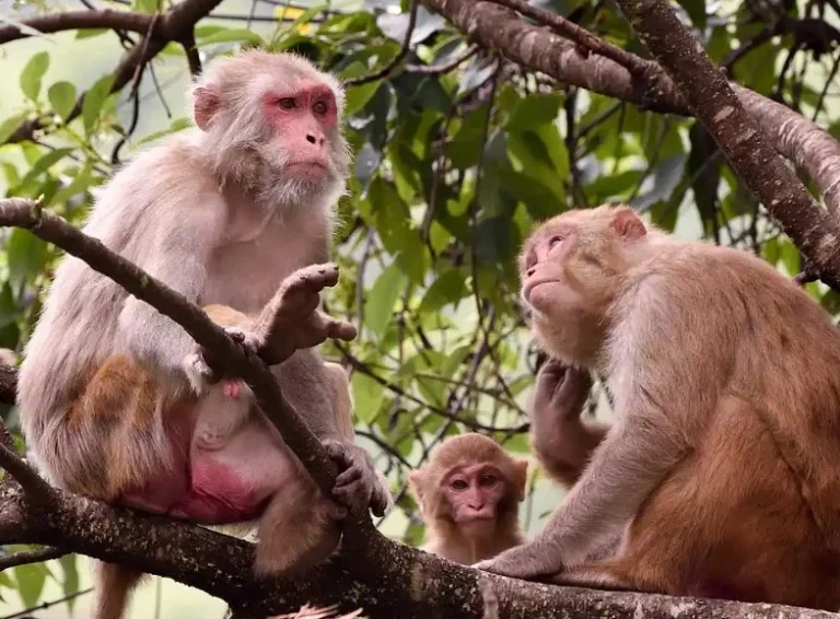 میمون ها و راز تکامل موسیقی