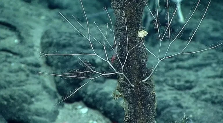 کشف عجیب در دریایی منجمد