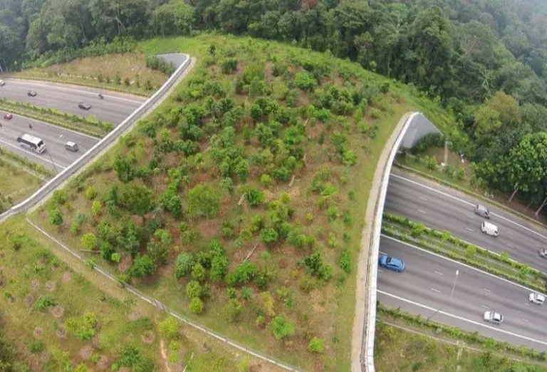 جاده های هلند و نجات حیوانات