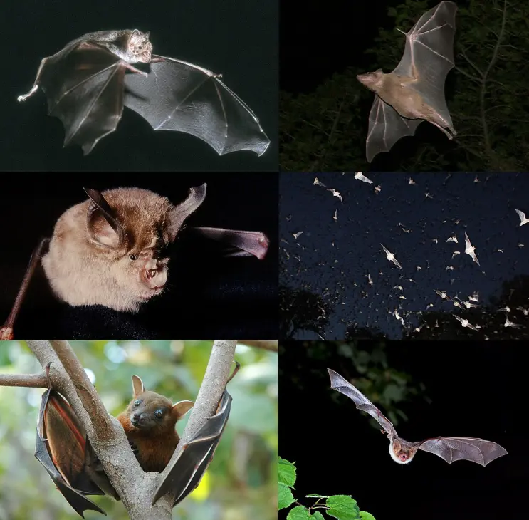 درخشش خفاش ها