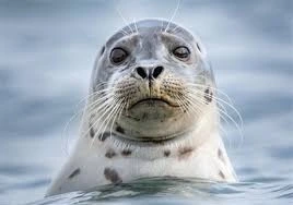 پیچیده ترین شیر پستانداران