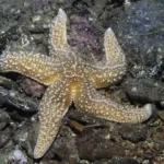 ستاره دریایی بدون مغز