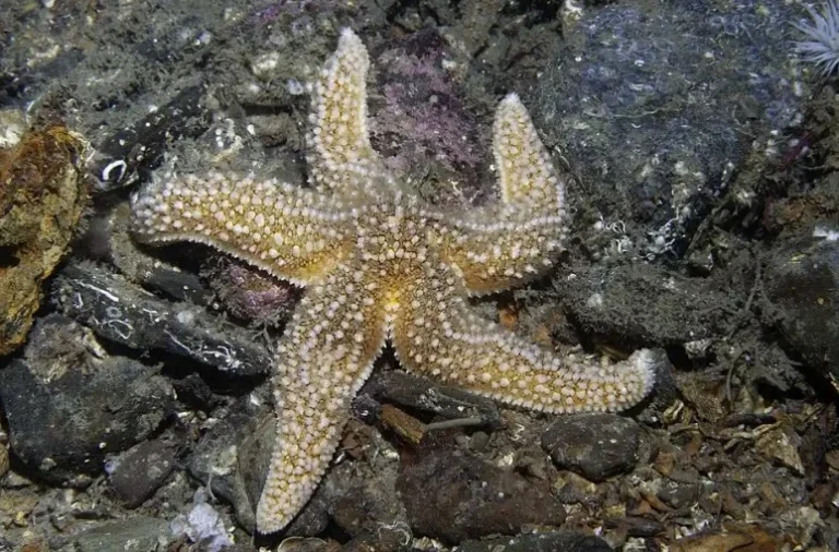 ستاره دریایی بدون مغز