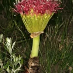 قدیمی ترین استفاده انسان از سم