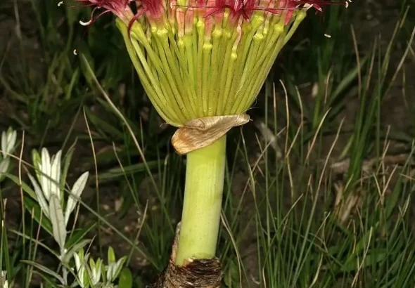 قدیمی ترین استفاده انسان از سم