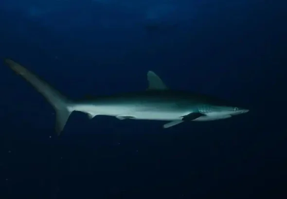 کوسه های قدرتمند دریای کارائیب