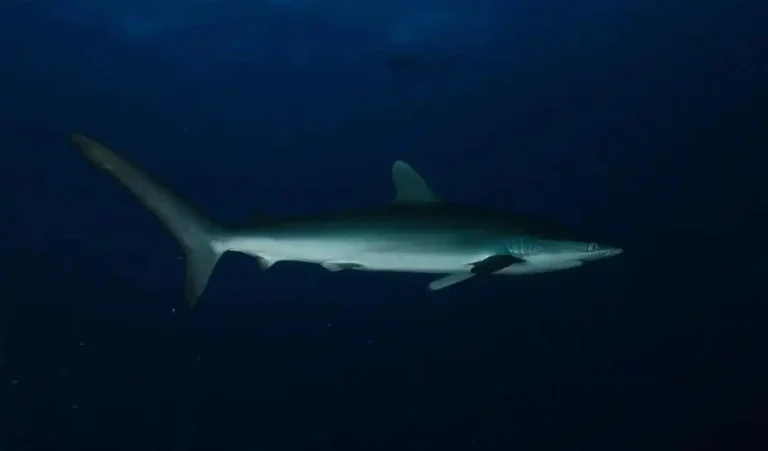 کوسه های قدرتمند دریای کارائیب