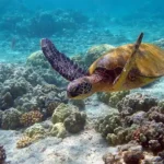 کوچکترین لاک پشت دریایی جهان