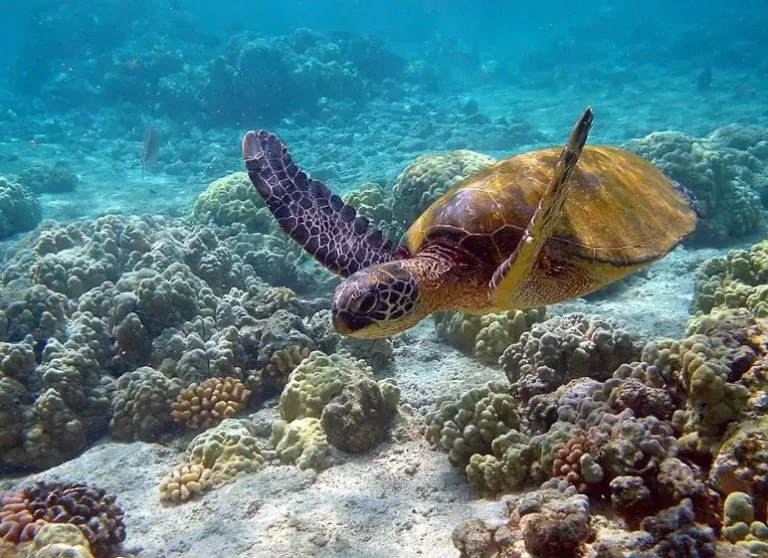 کوچکترین لاک پشت دریایی جهان